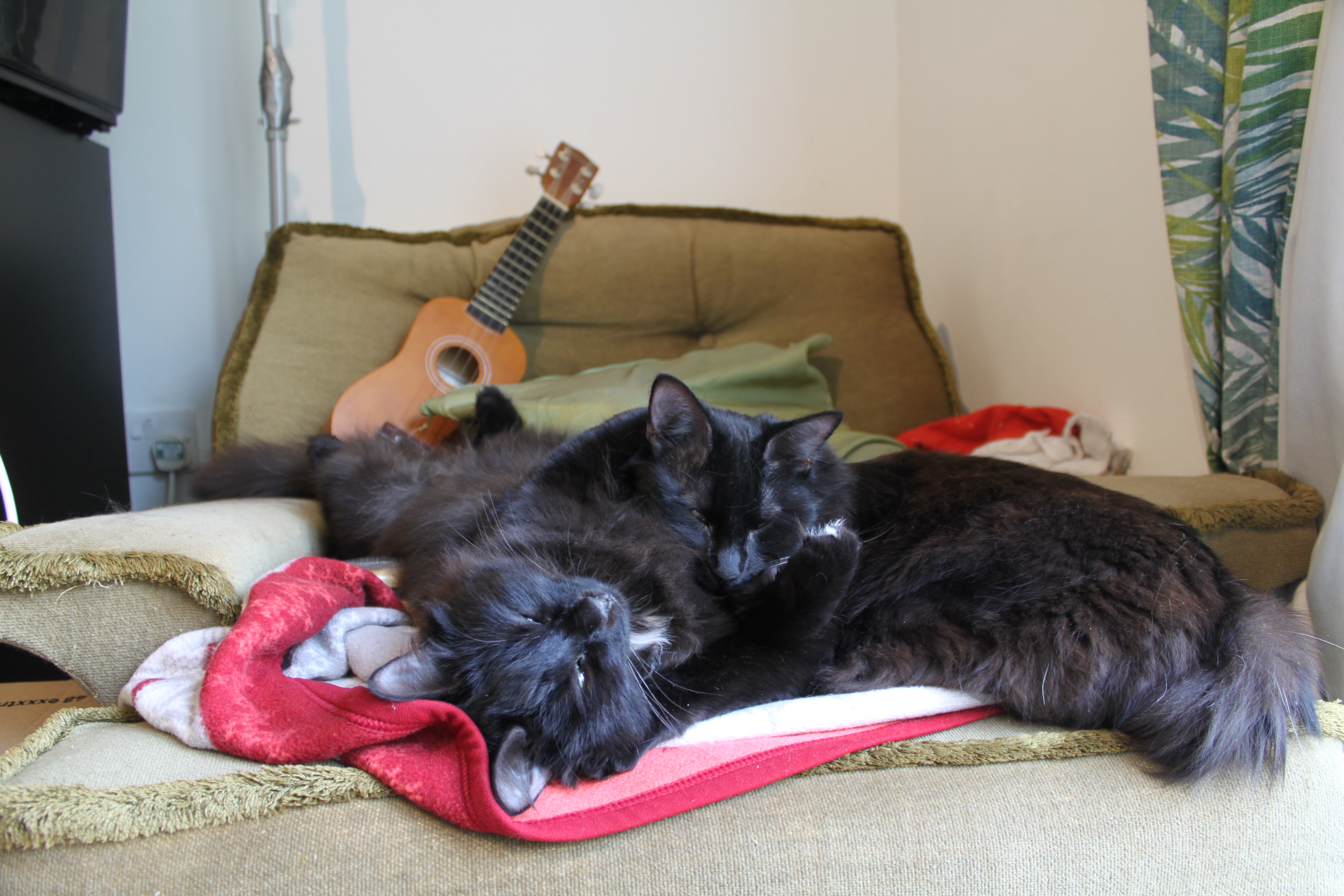 Two black cats curled up asleep on a sofa