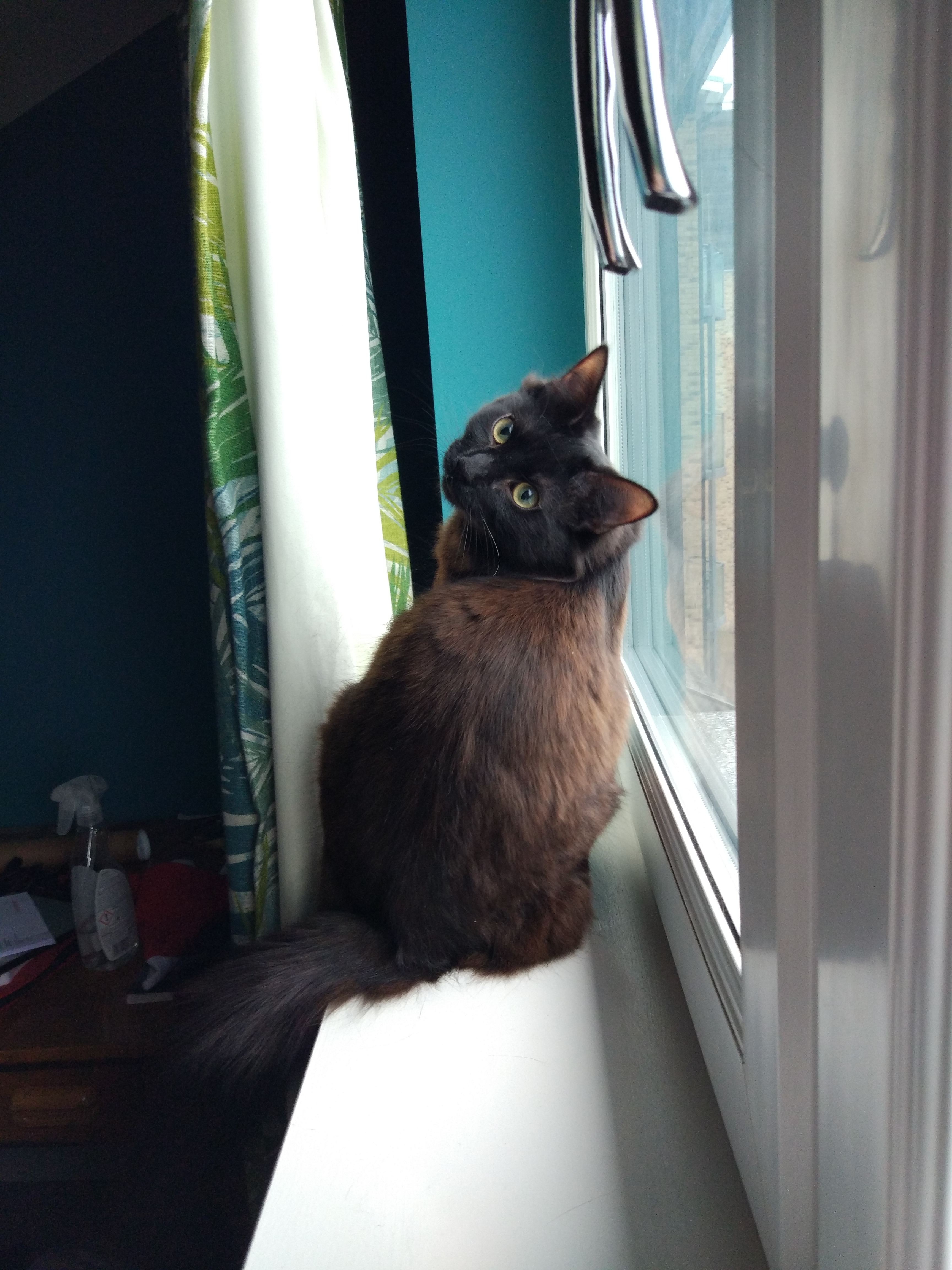 A black cat on a windowsill