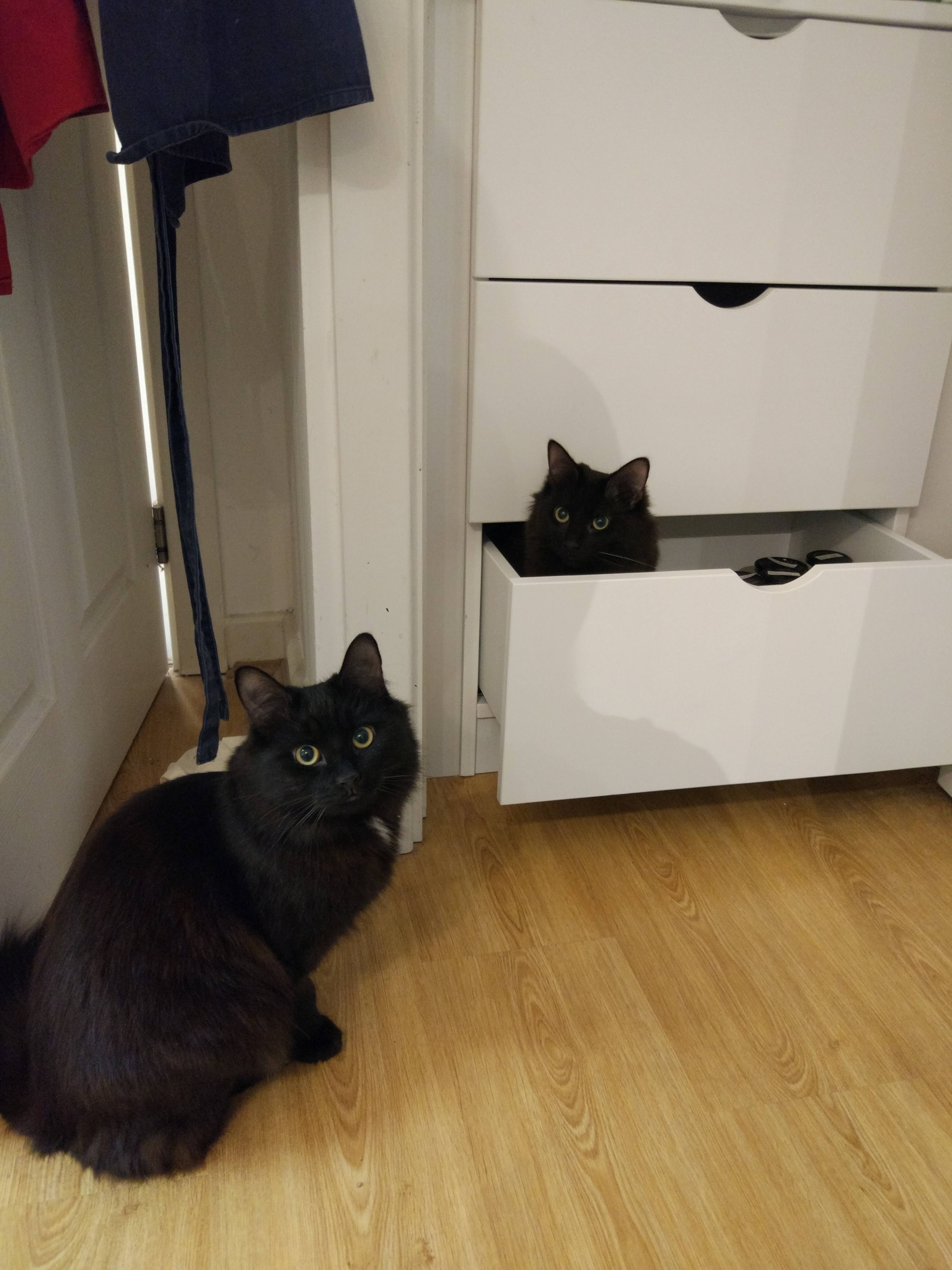 Two cats making mischief in the kitchen